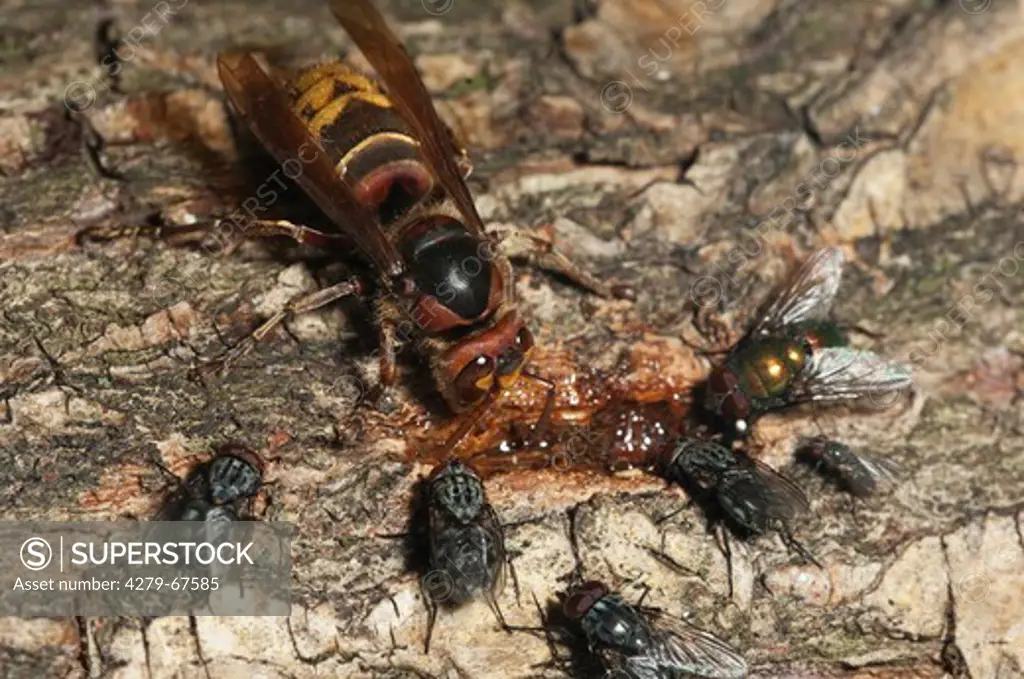 European Hornet (Vespra crabro) biting through the bark of a Willow in order to drink flowing sap which is used to feed larvae, Flies, normally prey are tolerated