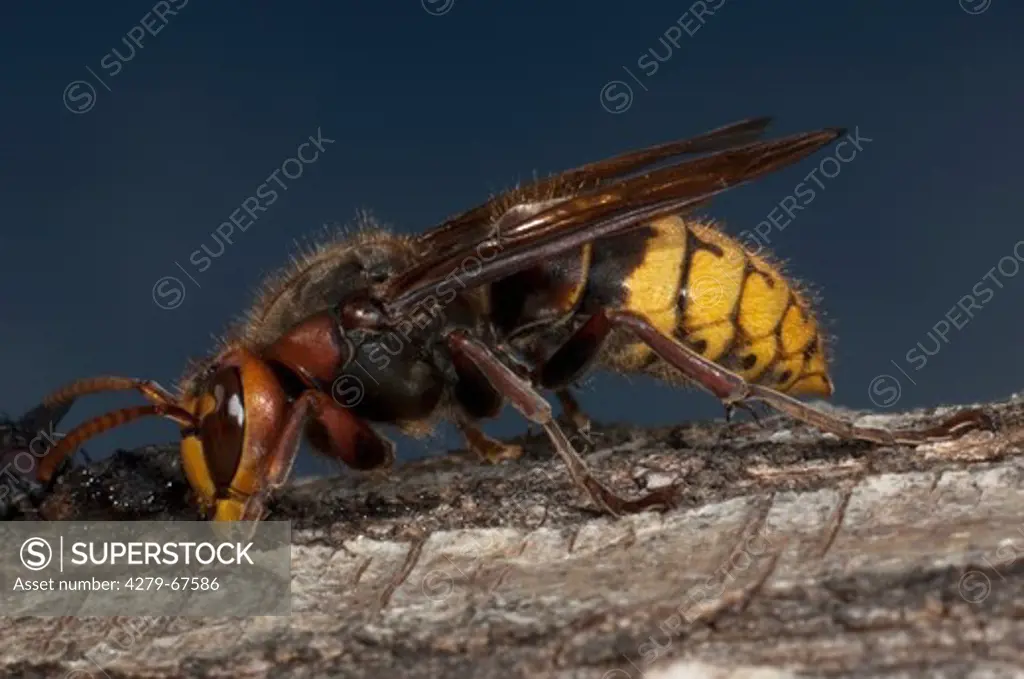 European Hornet (Vespra crabro) biting through the bark of a Willow in order to drink flowing sap which is used to feed larvae