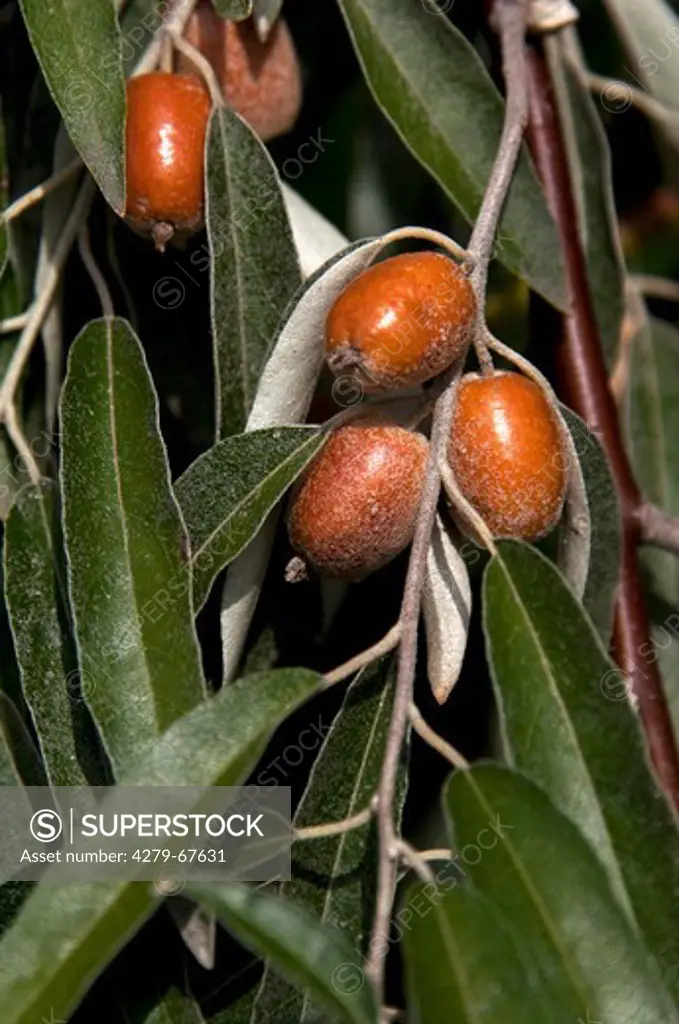 Silver Berry, Wild Olive (Elaeagnus angustifolia), twigs with fruit