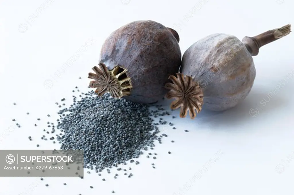 Opium Poppy (Papaver somniferum), seed capsule and seeds. Studio picture against a white background