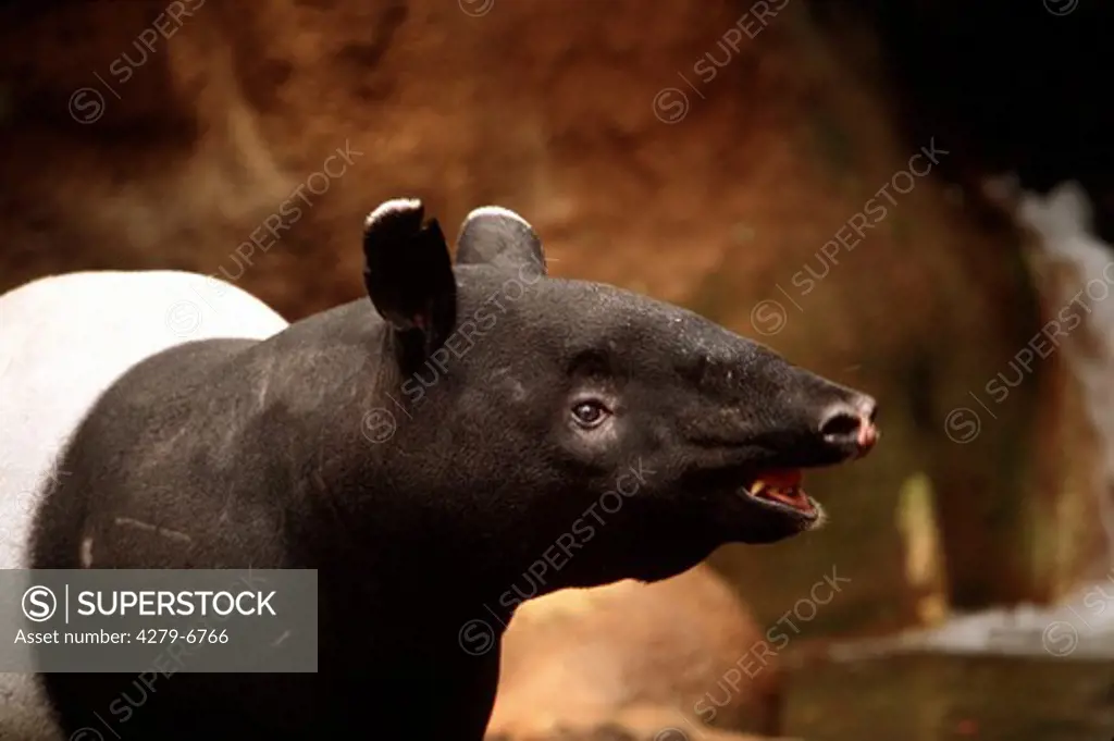 Asiatic tapir, Malayan tapir - endangered, tapirus indicus