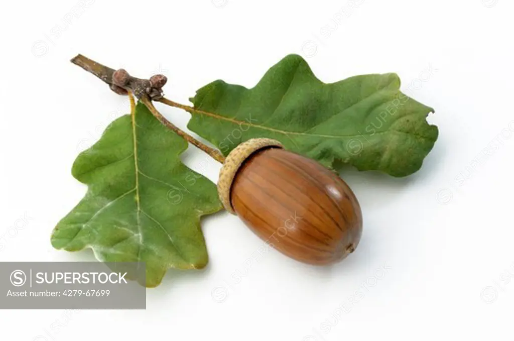 Pendulate Oak, English Oak (Quercus robur). Twig with leaves and ripe acorn. Studio picture against a white background