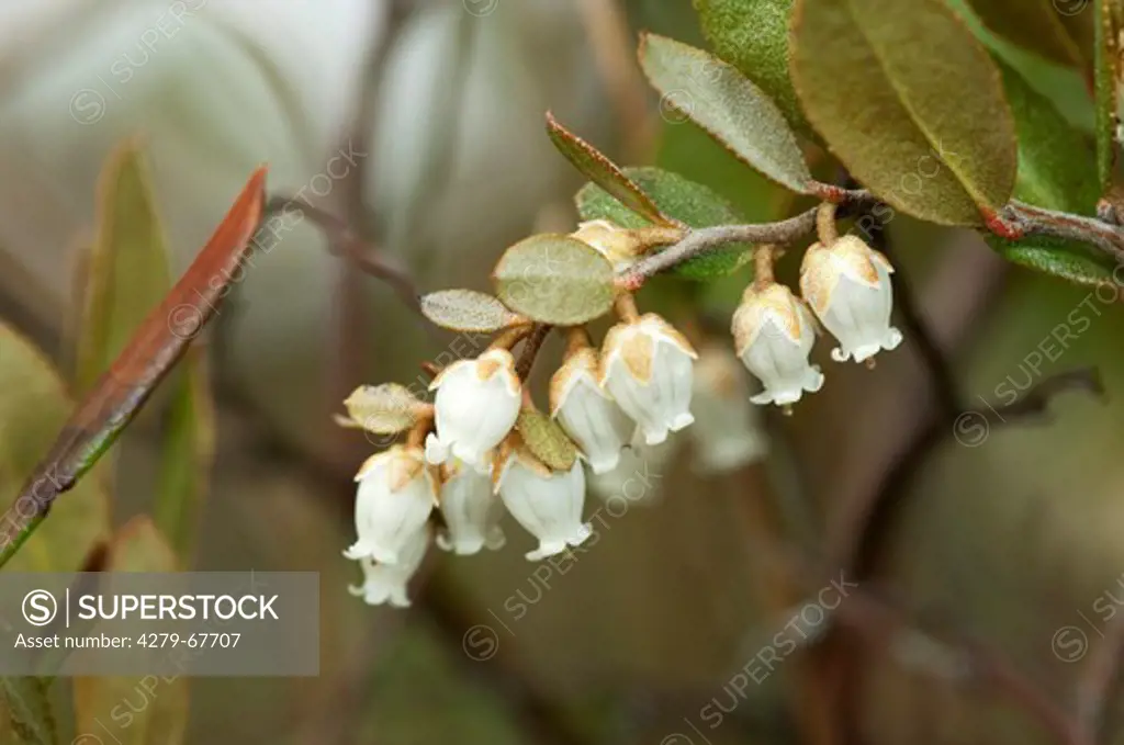 Leatherleaf (Chamaedaphne calyculata), flowering twig