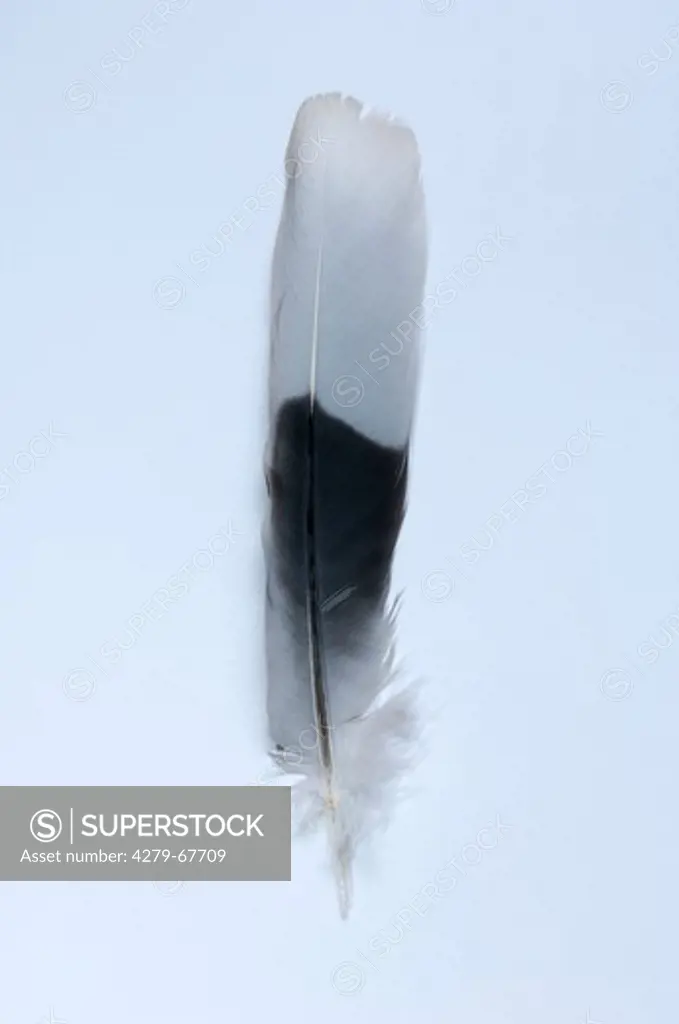 Eurasian Collared Dove (Streptopelia decaocto), tail feather. Studio picture against a white background