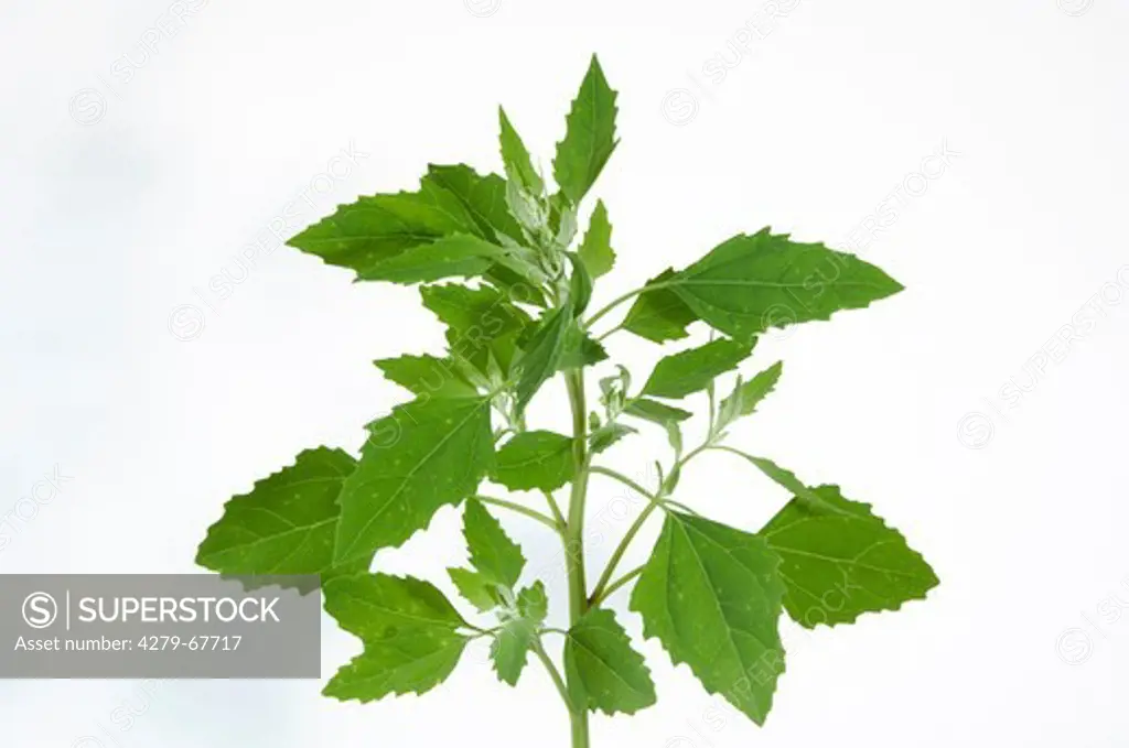 Lambs Quarters, Melde, Goosefoot (Chenopodium album), stalk with leaves. Studio picture against a white background