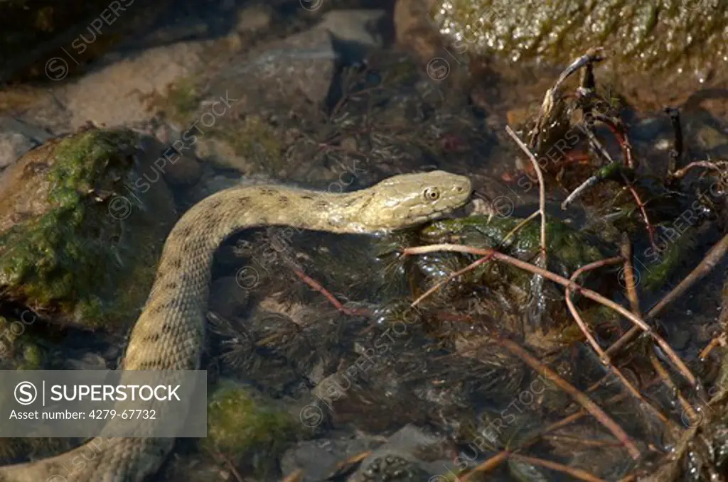 Dice Snake (Natrix tessellata) foraging among aquatic plants