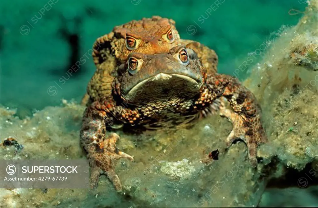 European Common Toad (Bufo bufo), mating under water