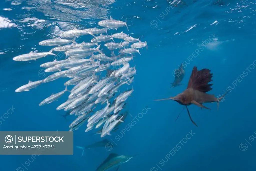 Atlantic Sailfish (Istiophorus albicans). Three individuals hunting pilchards