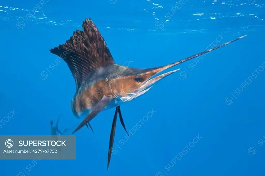 Atlantic Sailfish (Istiophorus albicans) under water