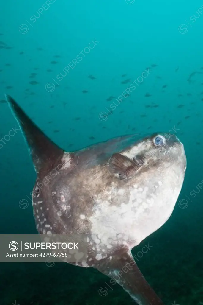 Ocean Sunfish, Common Mola, Sunfish (Mola mola) swimming under water