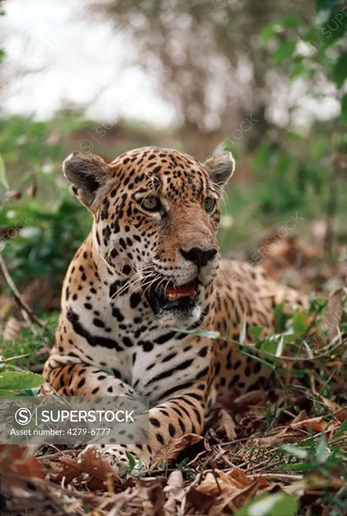 jaguar - lying, Panthera onca