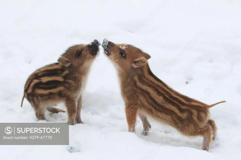 Wild Boar (Sus scrofa) . Two piglets nose-to-nose in snow