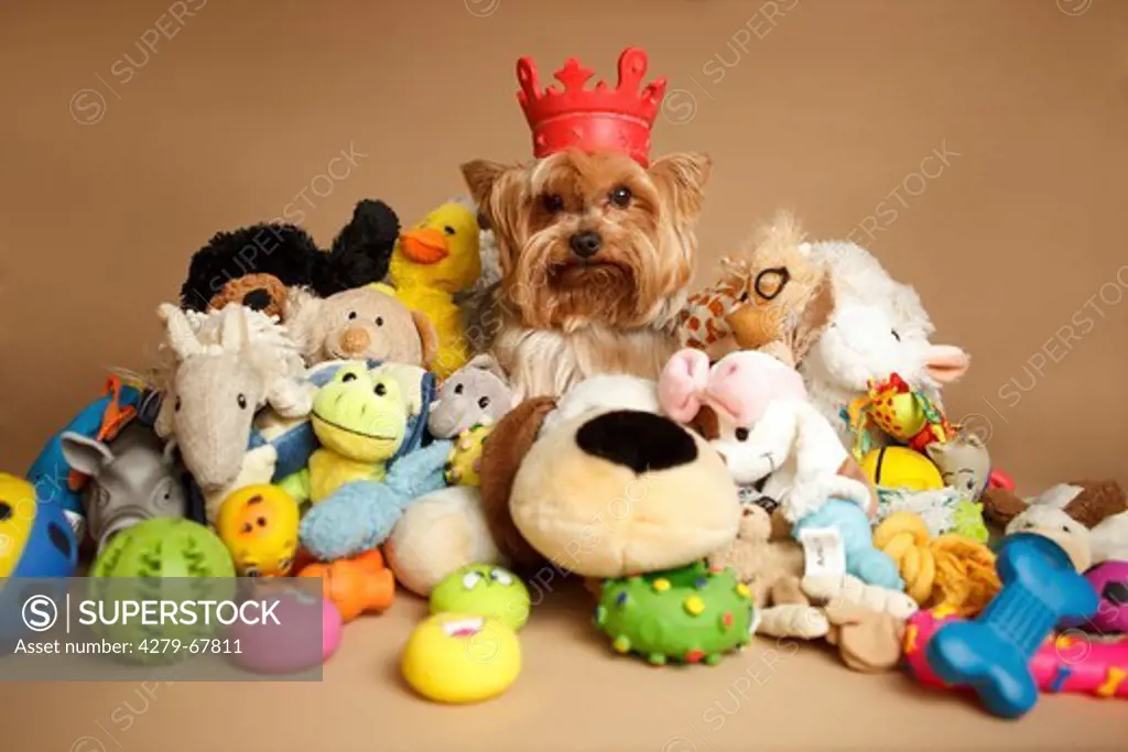 Yorkshire Terrier sitting among a lot of toys