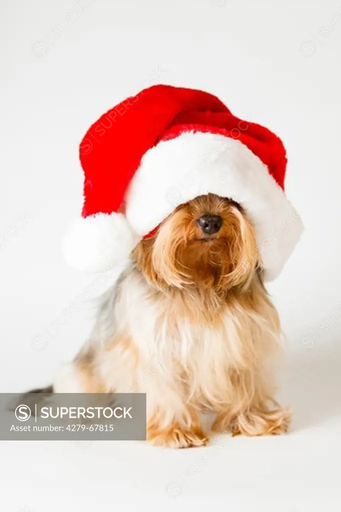 Yorkshire Terrier with Santa Claus hat sitting. Studio picture against a white background