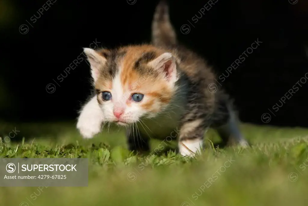 Domestic cat. Tricolored kitten (4 weeks old) walking very careful on grass