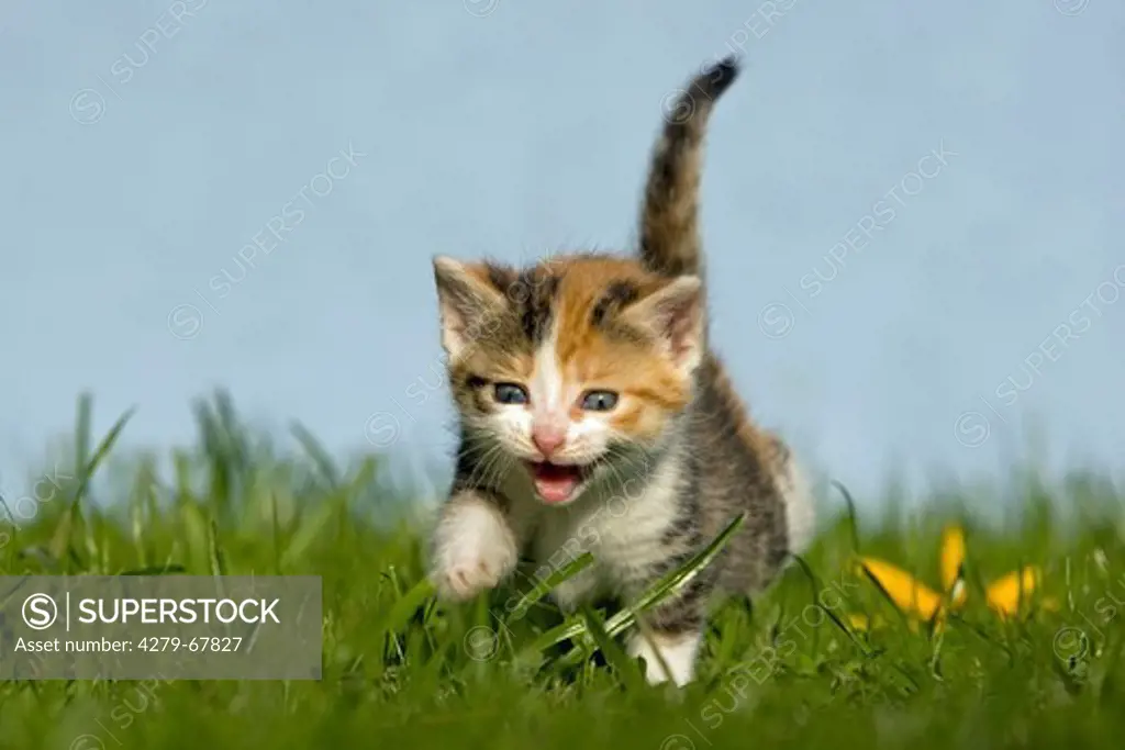 Domestic cat. Tricolored Kitten (4 weeks old) walking in grass while meowing