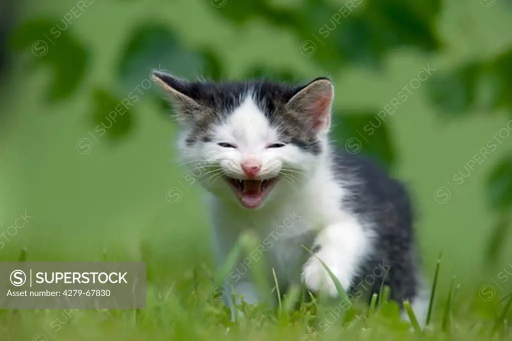 Domestic cat. Black-and-white kitten (4 weeks old) walking in grass while meowing