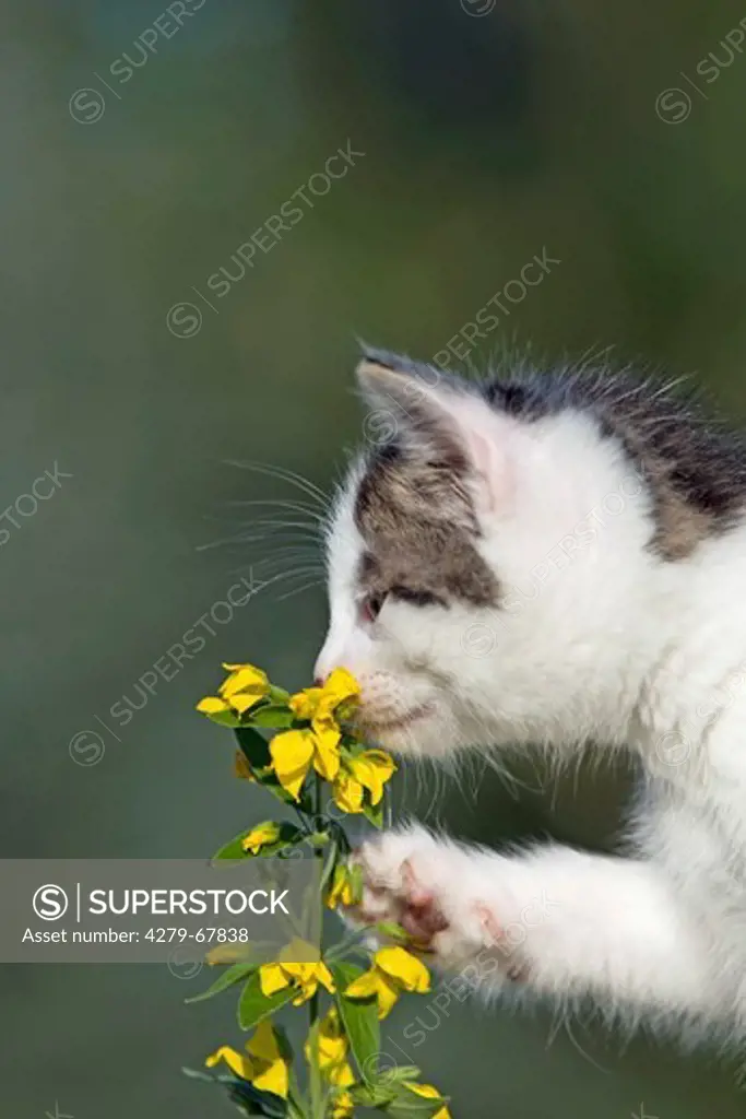 Domestic cat. White-and-tabby kitten (6 weeks old) sniffing at yellow flowers