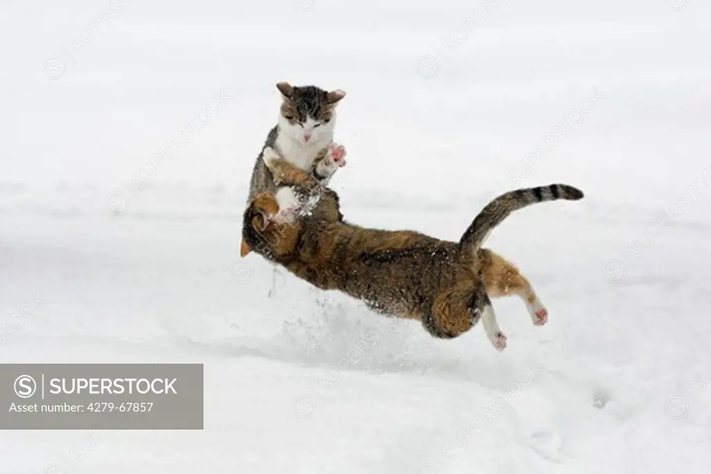 Domestic cat. Two kittens playing in snow