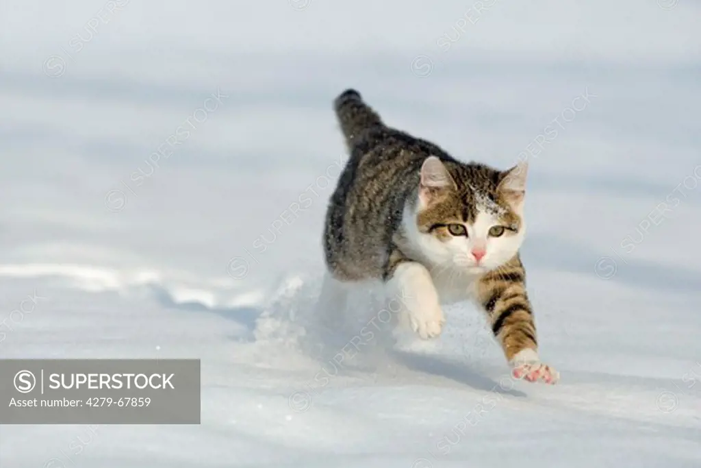 Domestic cat. White-and-tabby kitten running on snow