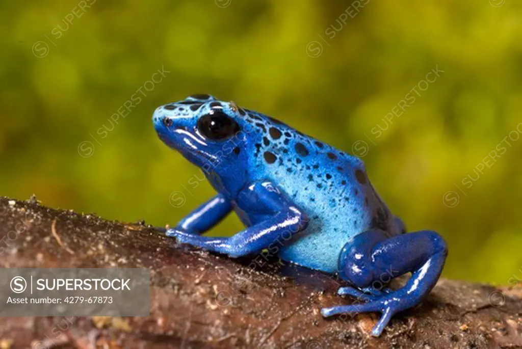 Blue Poison Dart Frog (Dendrobates tinctorius azureus) on a branch