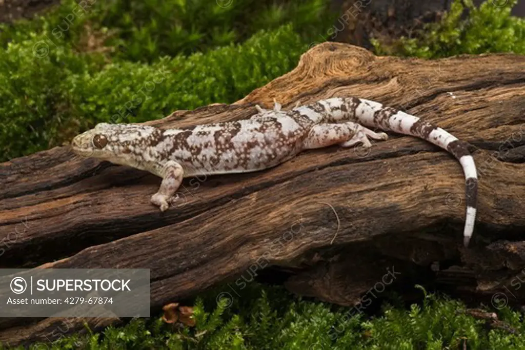 Antongil Velvet Gecko (Blaesodactylus antongilensis) on a fallen log