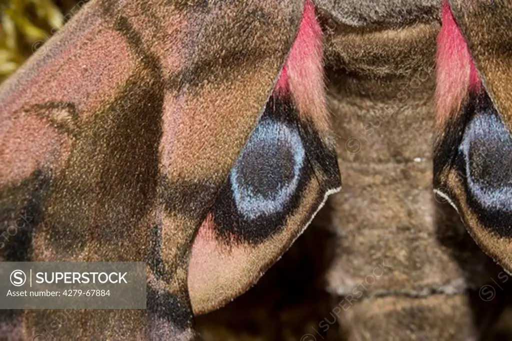 Eyed Hawkmoth (Smerinthus ocellata). Close-up of wings with eyespots