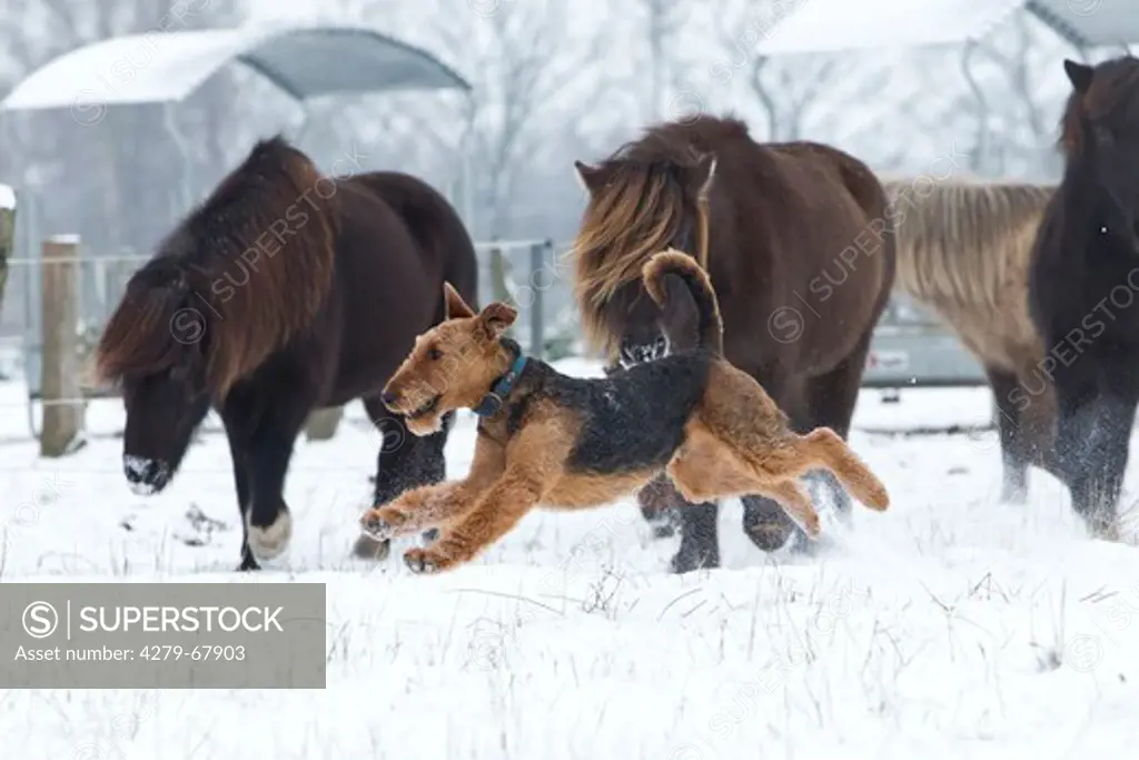 Airedale Terrier. Adult running on a snowy meadow with Icelandic Horses in background