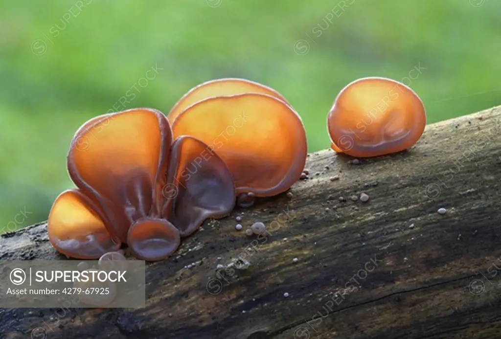 Wood Ear Fungus, Ear Fungus, Mu-err Fungus or Jew's Ear (Auricularia auricula-judae, Auricularia polytricha) on rotting wood