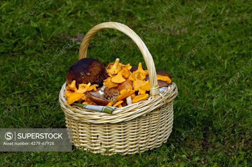Basket with Yellow Chanterelles, Slimy Spike-caps and a Dotted Stem Bolete (Boletus erythropus, Boletus luridiformis)