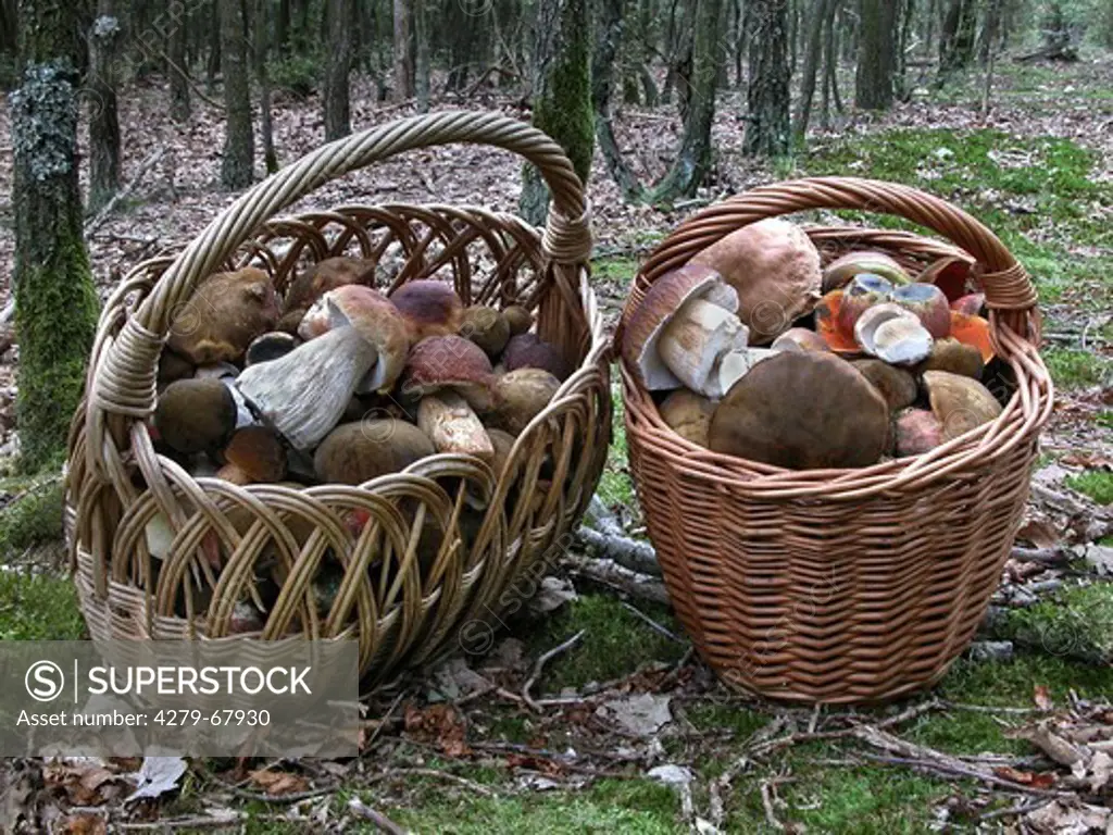 Baskets filled with King Boletes (Boletus edulis) and Dotted Stem Boletes (Boletus erythropus, Boletus luridiformis)