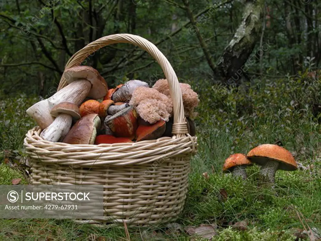 Basket filled with King Boletes (Boletus edulis), Dotted Stem Boletes (Boletus erythropus, Boletus luridiformis), Cauliflower Mushrooms (Sparassis crispa) and Leccinum mushrooms