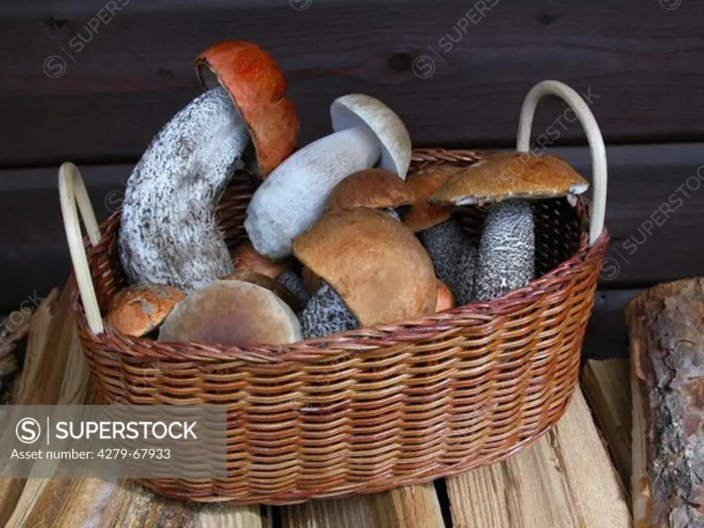 Basket filled with King Boletes (Boletus edulis) and Leccinum mushrooms