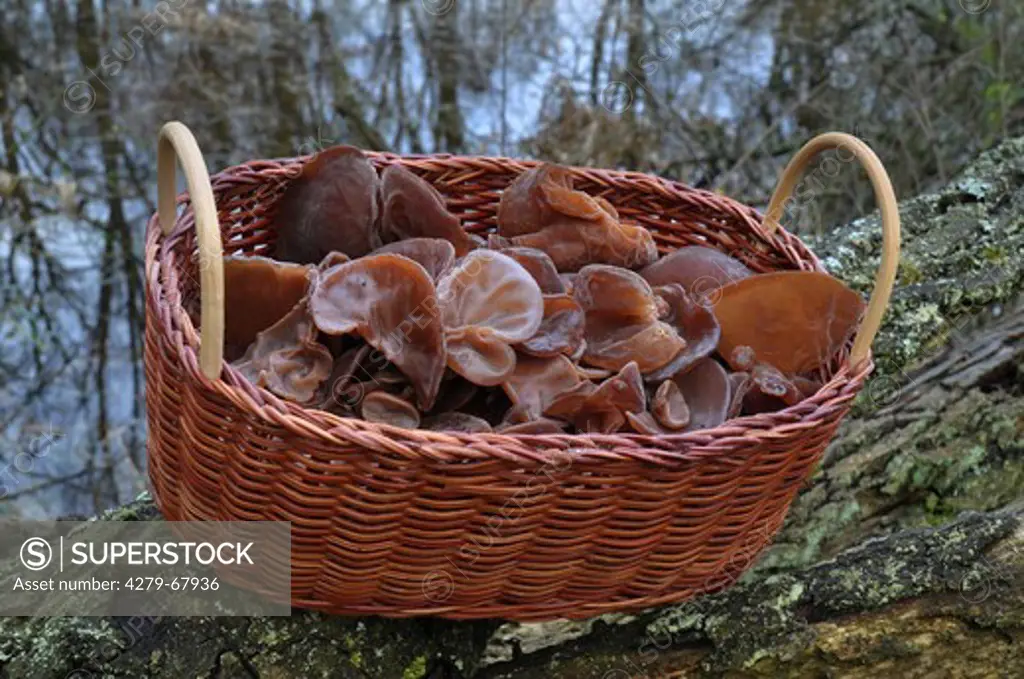 Wood Ear Fungus, Ear Fungus, Mu-err Fungus or Jew's Ear (Auricularia auricula-judae, Auricularia polytricha). Mushrooms collected in a basket