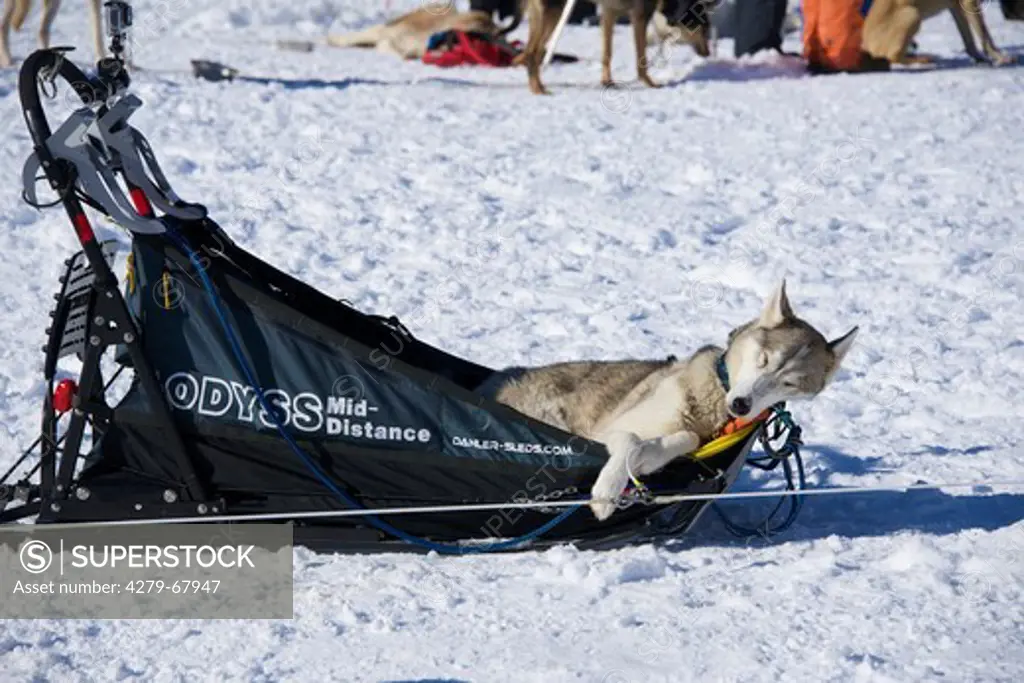 Husky sleeping on a sledge during a race meeting. Kandersteig, Bern, Switzerland
