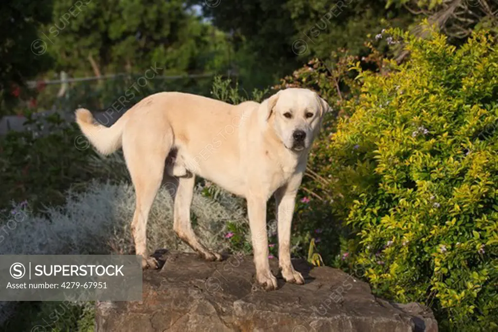 Anatolian Shepherd Dog, Kangal (Canis lupus familiaris), adult standing on a rock