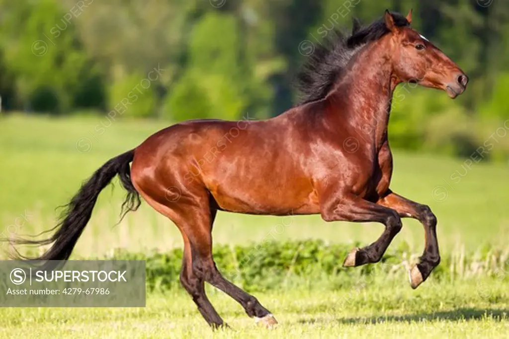 Andalusian Horse. Bay horse galloping on a pasture