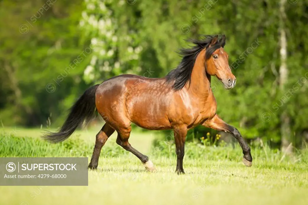 Andalusian Horse. Bay stallion trotting on a pasture