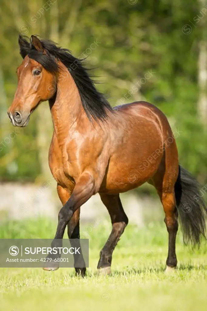 Andalusian Horse. Bay stallion trotting on a pasture