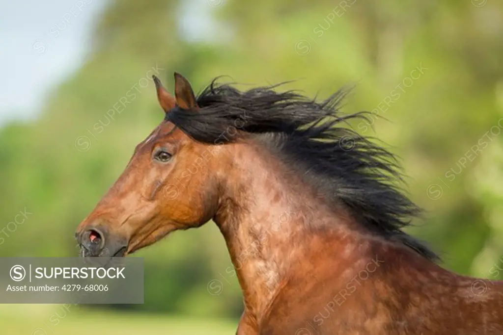 Andalusian Horse. Portrait of a bay stallion