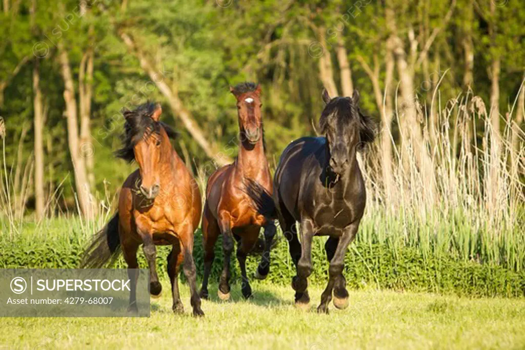 Andalusian Horse. Three horses galloping on a pasture