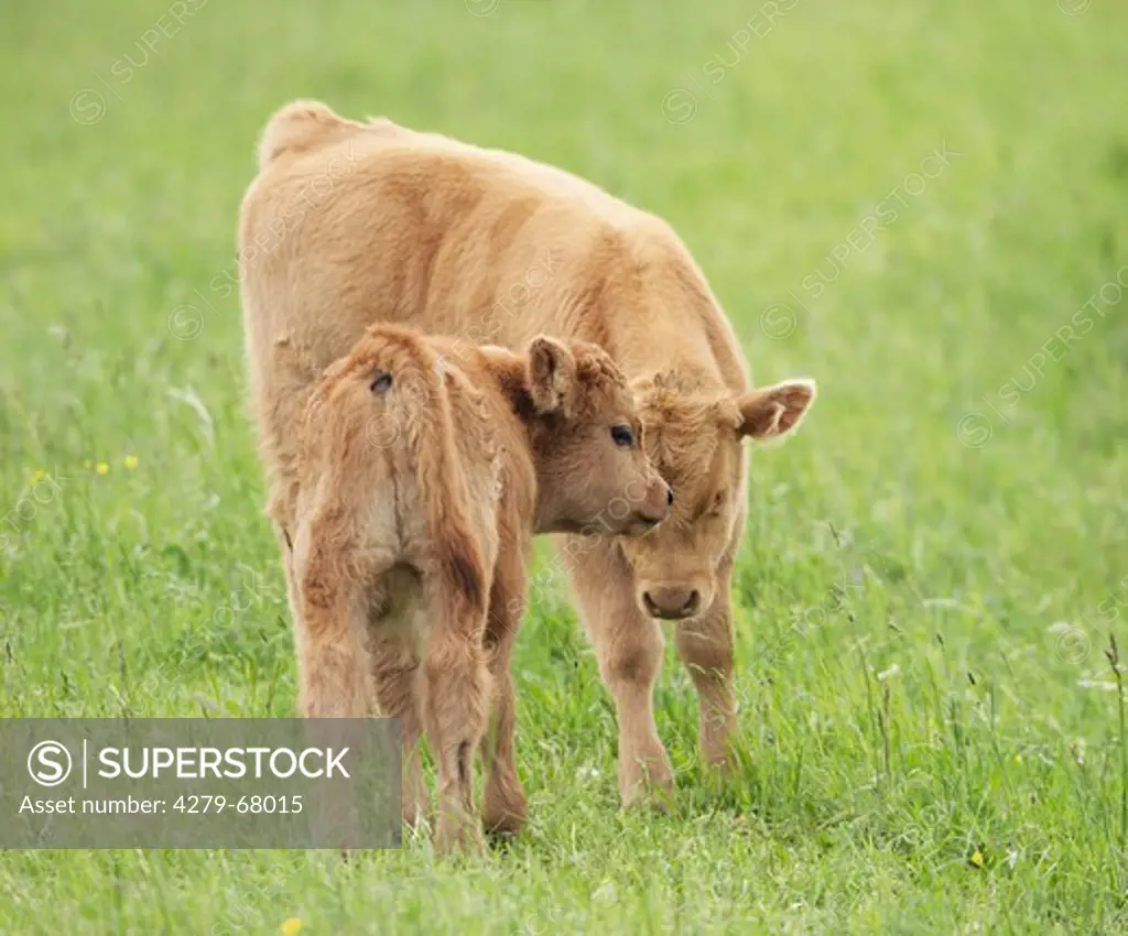 Highland Cattle. Two calves on a meadow