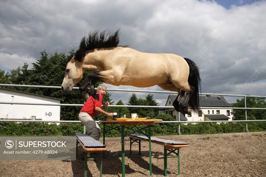 Connemara Pony.Dun stallion leaping over a picnic table