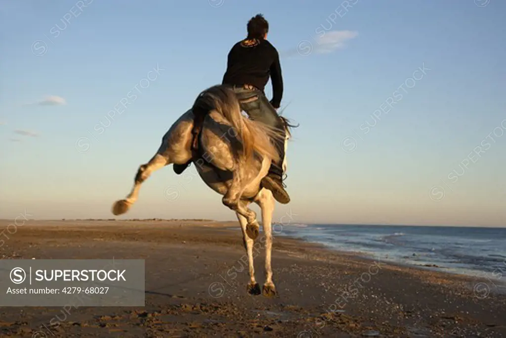 Jean Francois Pignon on a an Iberian mare, without saddle and tack, bucking on a beach
