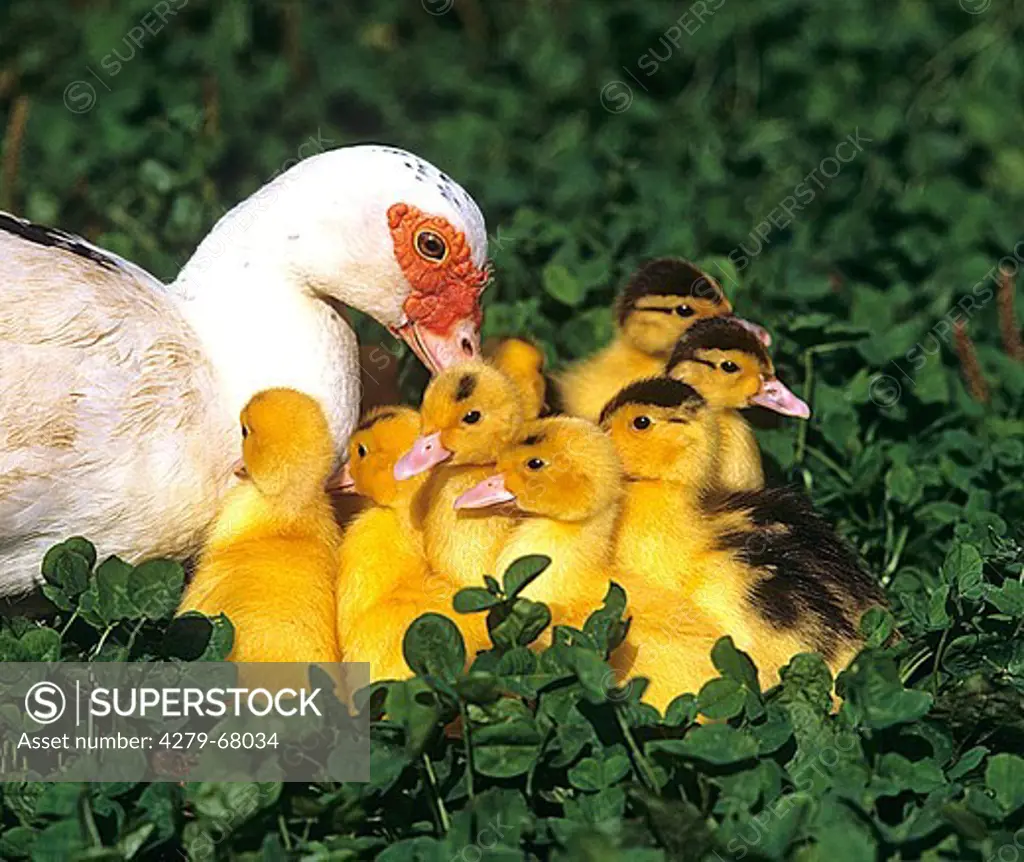 Muscovy Duck (Cairina moschata). Female with ducklings in clower