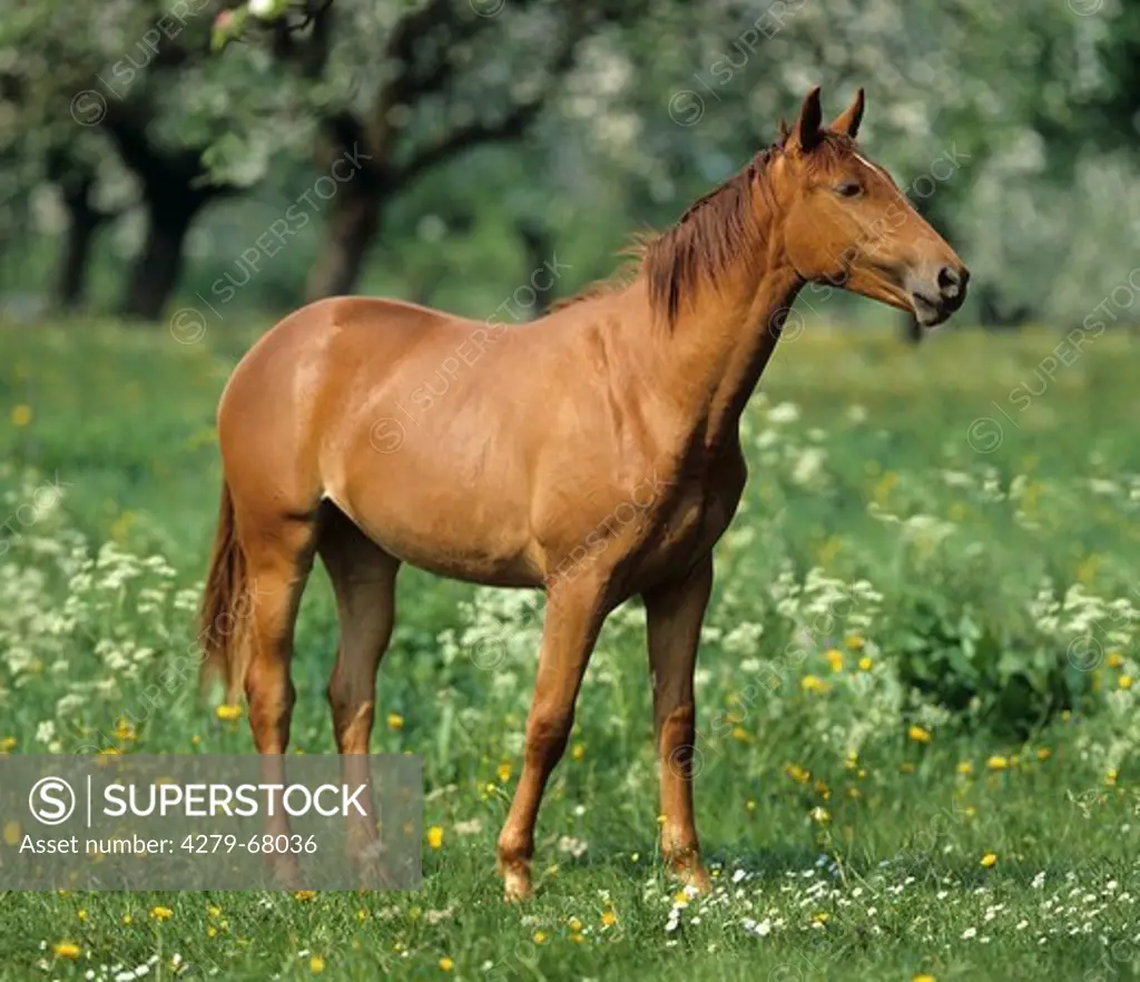 Wuerttemberger Horse. Chestnut individual standing on a meadow