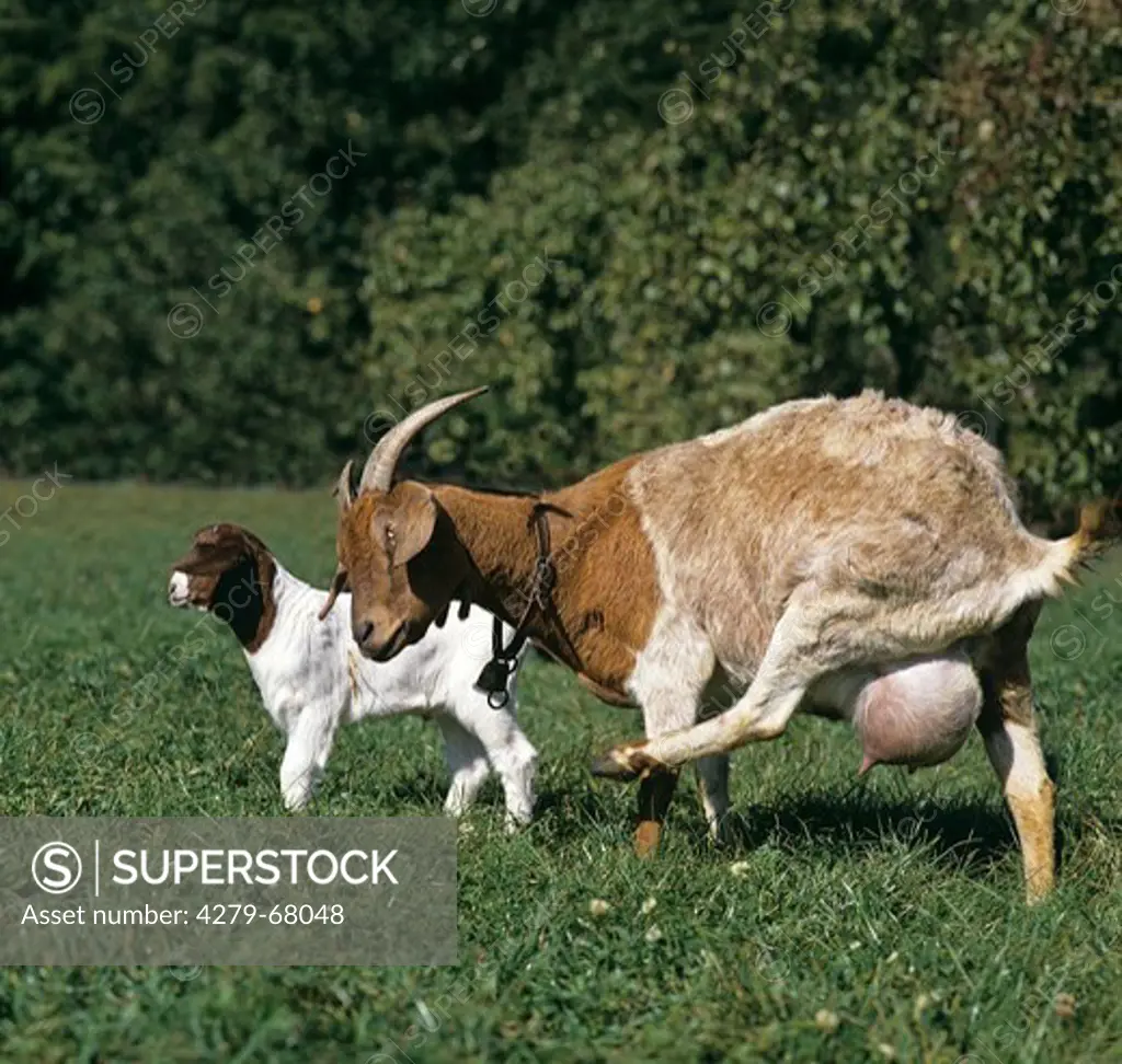 Domestic goat, Boer Goat (Capra aegagrus hircus). Doe and kid on a meadow