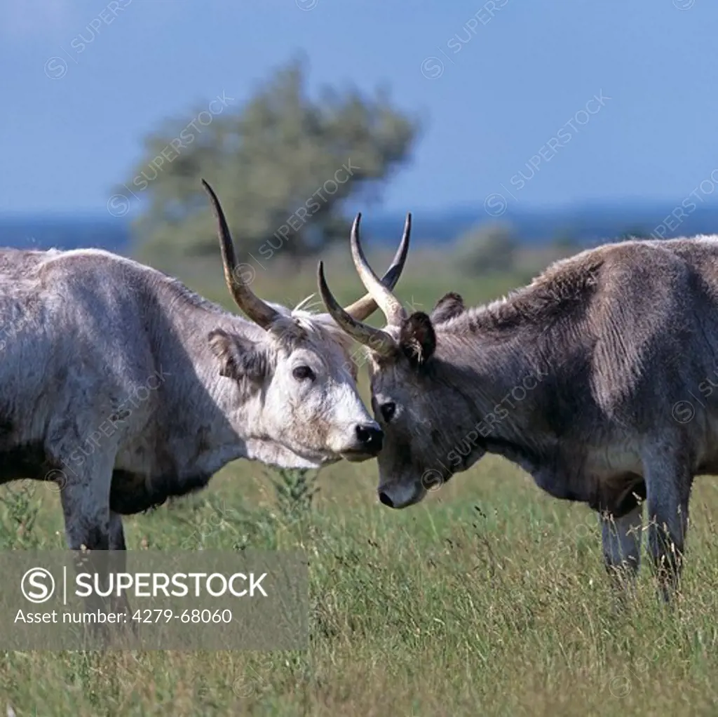 Hungarian Grey Cattle, Hungarian Steppe Cattle. Two adults butting head to head. Lake Neusiedl, Austria