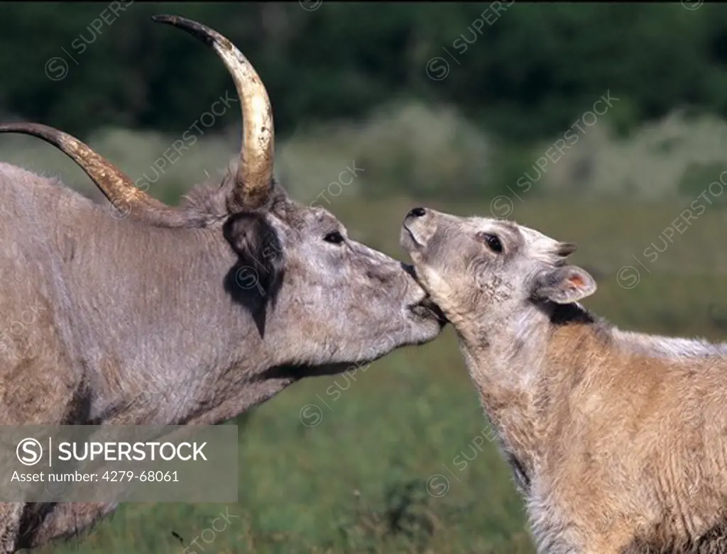 Hungarian Grey Cattle, Hungarian Steppe Cattle. Cow licking calf. Lake Neusiedl, Austria