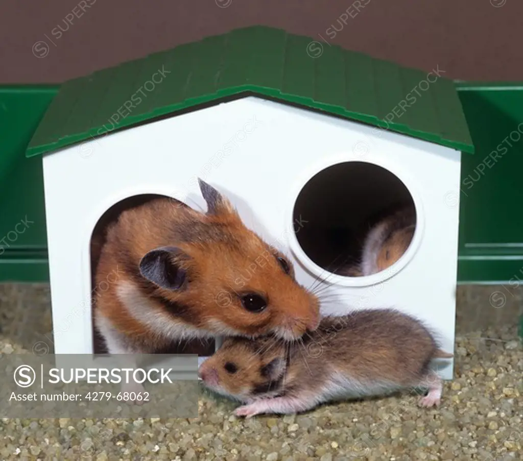 Pet Golden Hamster (Mesocricetus auratus) trying to pull youngster into a sleeping hut
